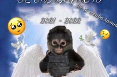 Narcocorrido en honor del mono muerto en tiroteo gana popularidad