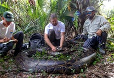 Florida: Capturan pitón de 97,5 kgs y cinco metros