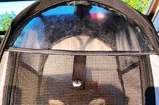 Confiscan mapache que pareja tenía como mascota