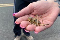 Plagas “bíblicas” de grillos mormones gigantes destruyen cultivos en el oeste de EE.UU.