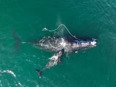 EEUU: Baja número de ballenas enmalladas; siguen en riesgo