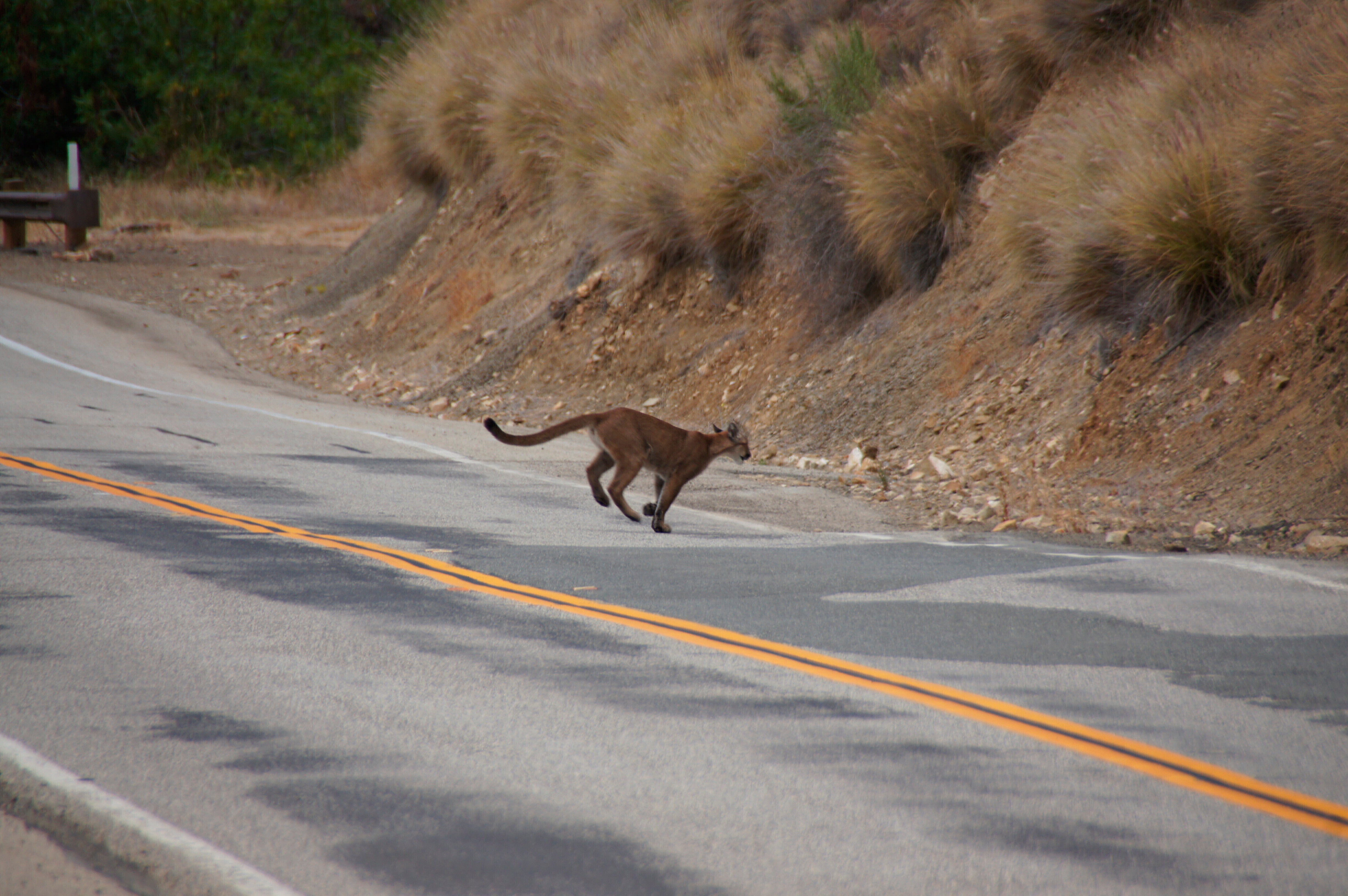 CIUDADES GRANDES FELINOS