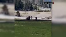Captan peligroso ataque de un bisonte que embiste a un niño en Yellowstone