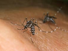 Los virus hacen que las personas sean más atractivas para los mosquitos, según un estudio