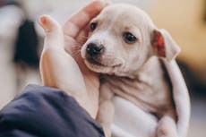 Perros machos tienen más probabilidades de desarrollar cáncer contagioso que hembras