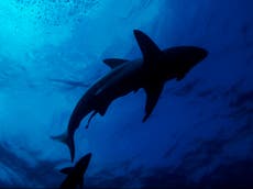 Familiar salva a una menor de edad tras ahuyentar a un tiburón de 9 pies en una playa de Florida