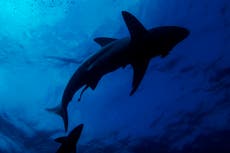 Familiar salva a una menor de edad tras ahuyentar a un tiburón de 9 pies en una playa de Florida