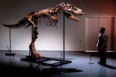 NY: Subastan dinosaurio de hace 76 millones de años