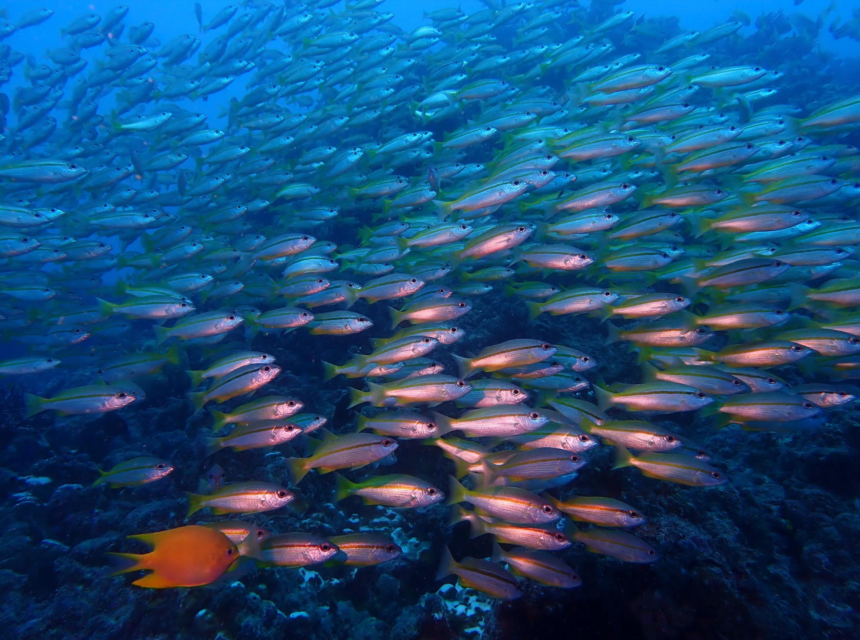 Cambio climático: los científicos explican sus miedos sobre el futuro del océano