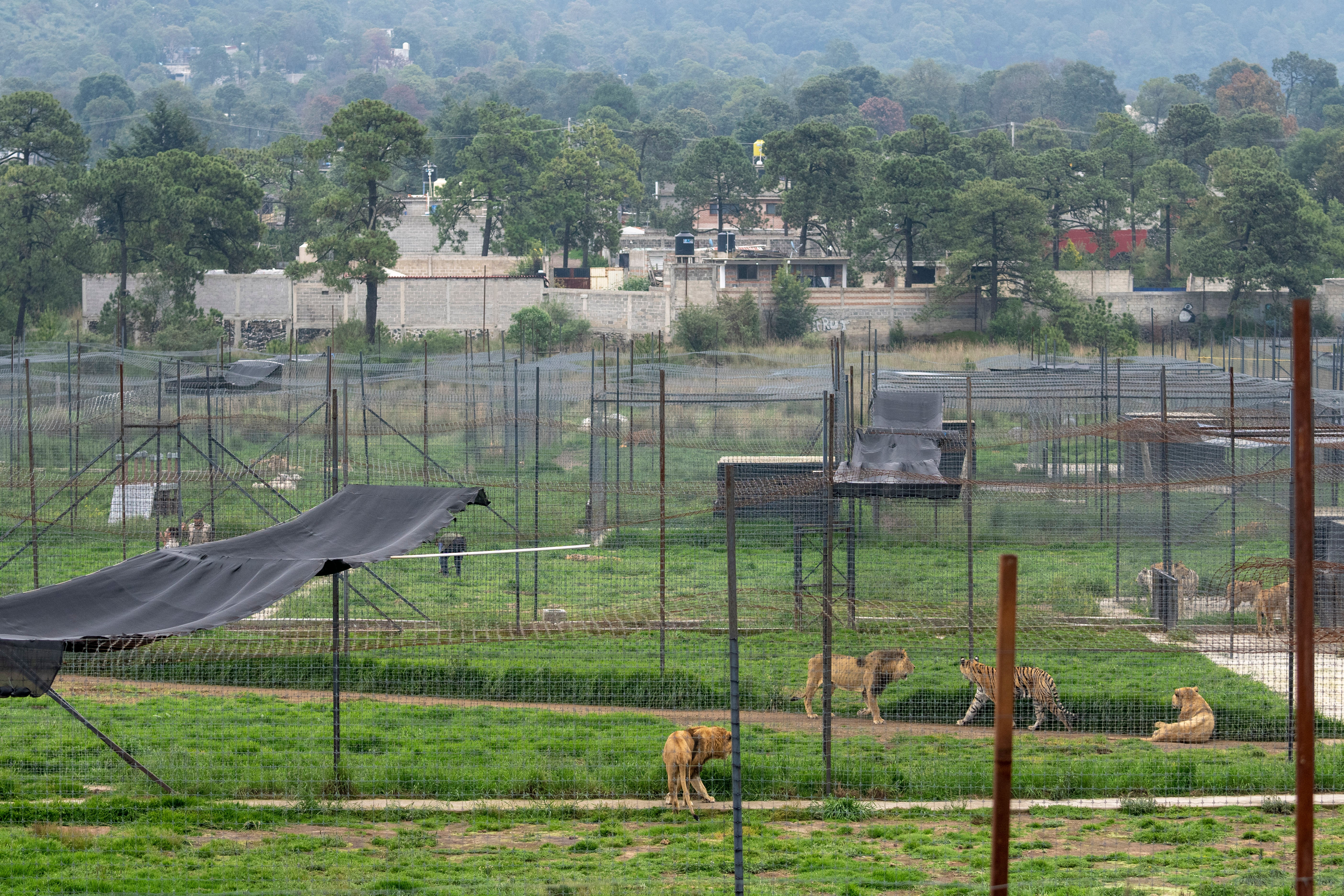 MÉXICO-REFUGIO DE ANIMALES