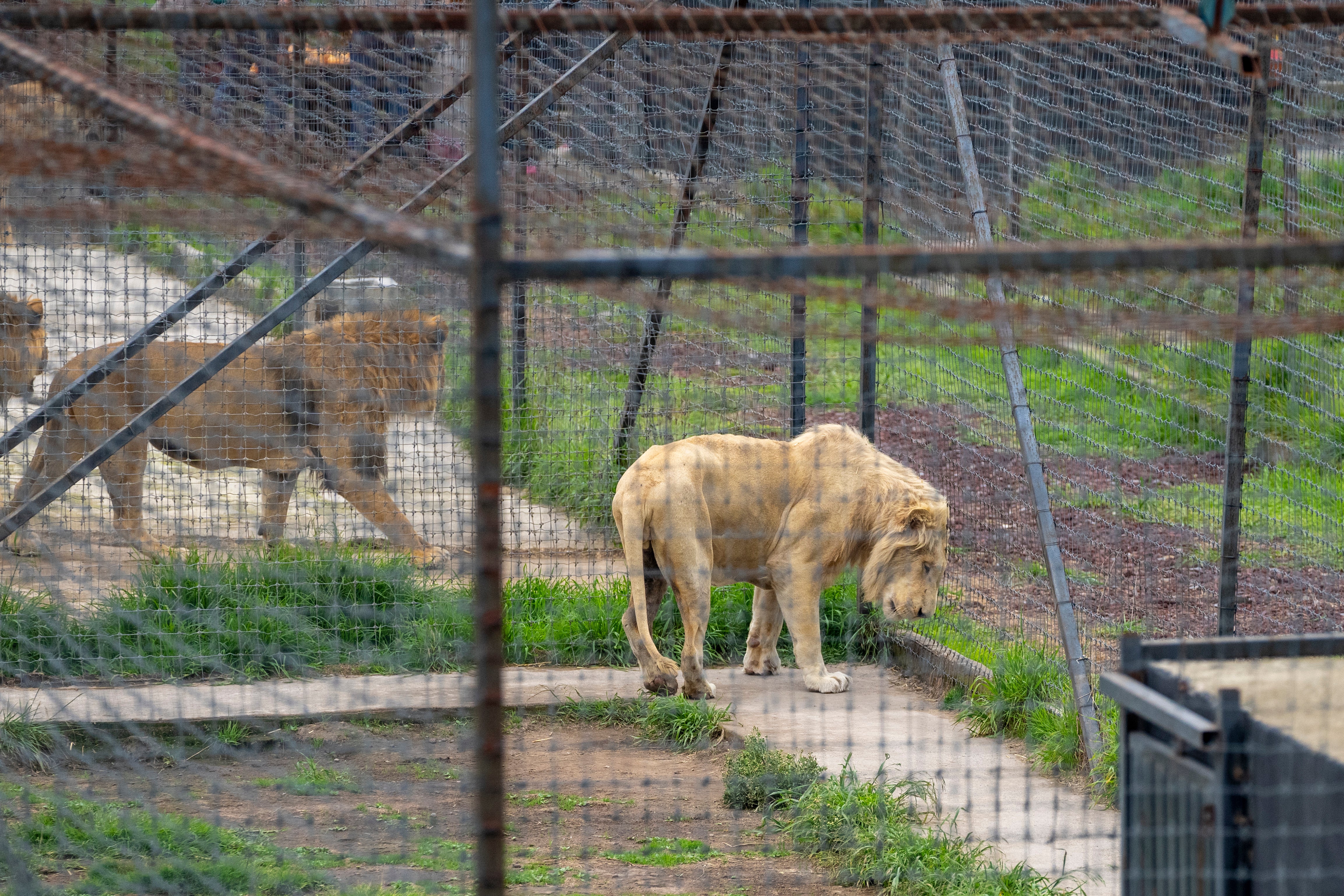 MÉXICO-REFUGIO DE ANIMALES