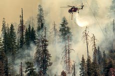 Incendio en Yosemite amenaza bosque de secuoyas gigantes
