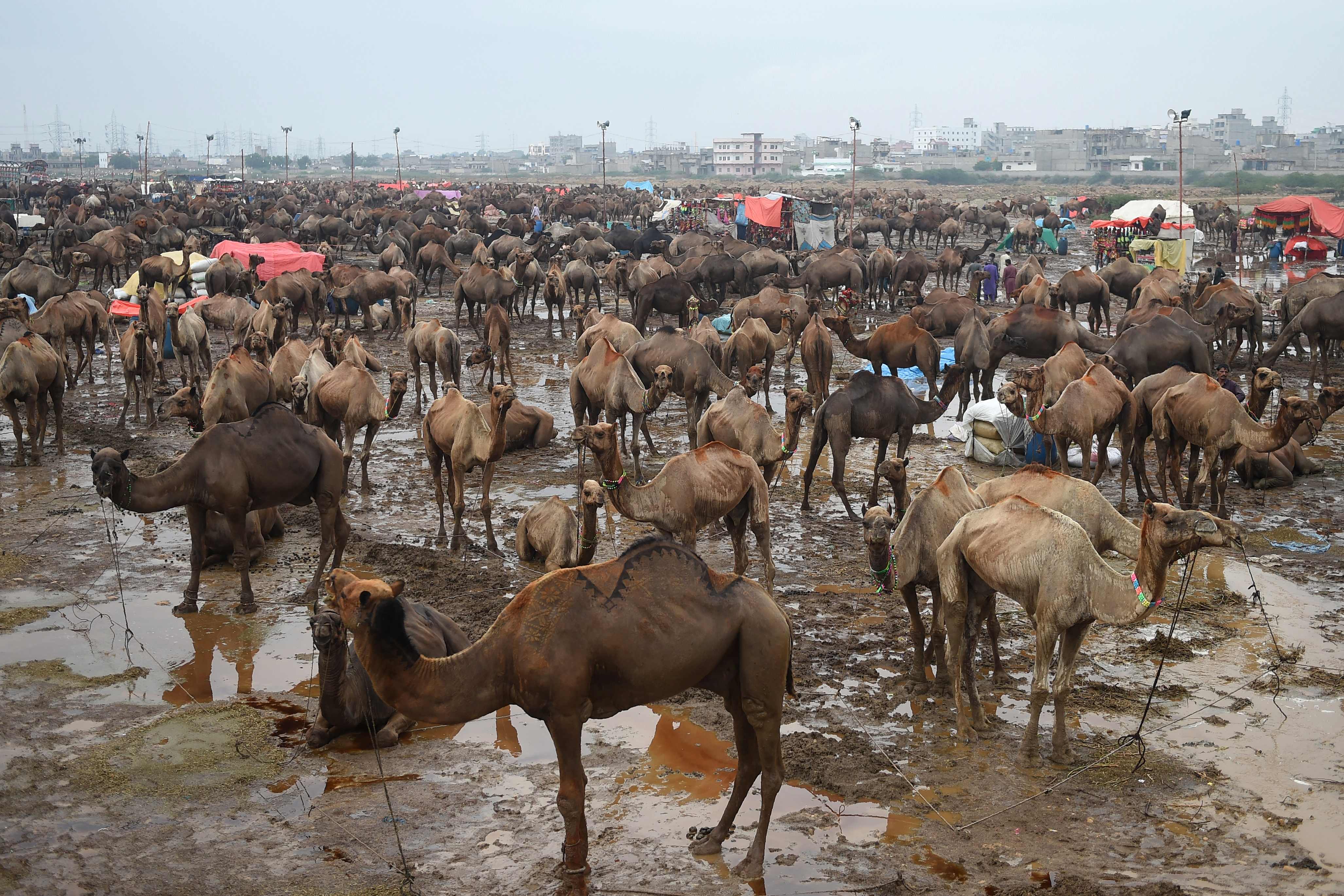 Camellos en un mercado de ganado tras una lluvia, antes del próximo festival musulmán