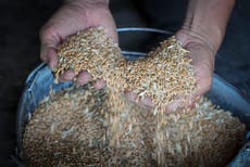 Rusia y Ucrania discutirán exportación de grano en Estambul