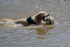 La mayoría dice que sus mascotas son más fanáticos de los deportes que ellos