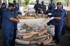 Malasia confisca restos de elefantes y pangolines