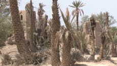 Por el cambio climático, los oasis de palmeras marroquíes están en serio peligro