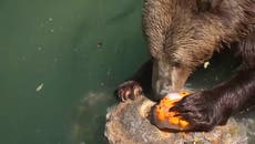 Así le hacen frente a la ola de calor los animales del zoológico de Roma 