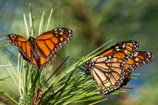 Clasifican a mariposa monarca como especie amenazada