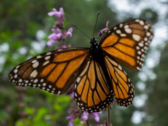 Las mariposas monarca están desapareciendo