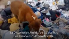 ¿Por qué se celebra el Día Mundial del Perro?