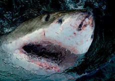 “Shark Week” de Discovery presenta tiburones caminantes