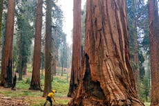 EEUU toma medidas de emergencia para salvar a las secuoyas