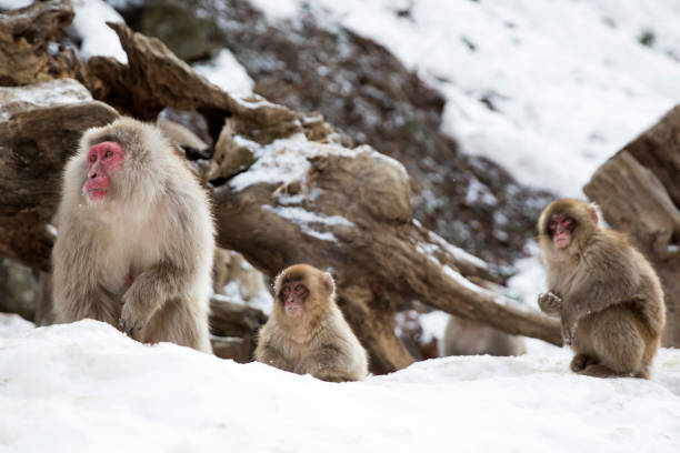 Los macacos japoneses salvajes también son conocidos como monos de nieve y a menudo se les ve bañándose tranquilamente en aguas termales