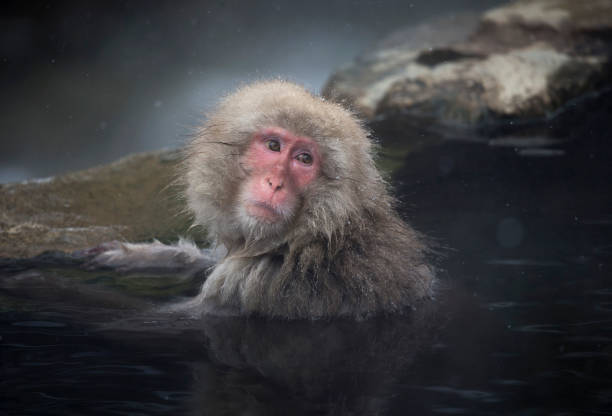 Un mono macaco se baña en una fuente termal en el parque de monos macacos salvajes Jigokudani Yaen-koen en Yamanouchi, Japón