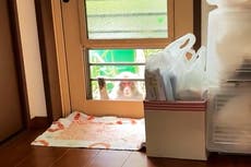 Monos aterrorizan ciudad japonesa y atacan a 58 personas en solo tres semanas