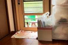 Monos agresivos atacan a personas en Japón