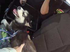 Rescatan a perro que fue dejado con el hocico pegado dentro de un auto caliente