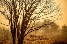 Hallan 2 muertos en auto en medio de incendios de California