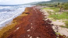 Algas "devastadoras" asfixian las costas del Caribe