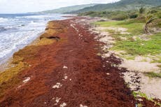 Algas "devastadoras" asfixian las costas del Caribe