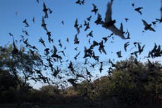Una plaga de murciélagos obliga a cerrar por segunda vez la estación de bomberos de Nevada
