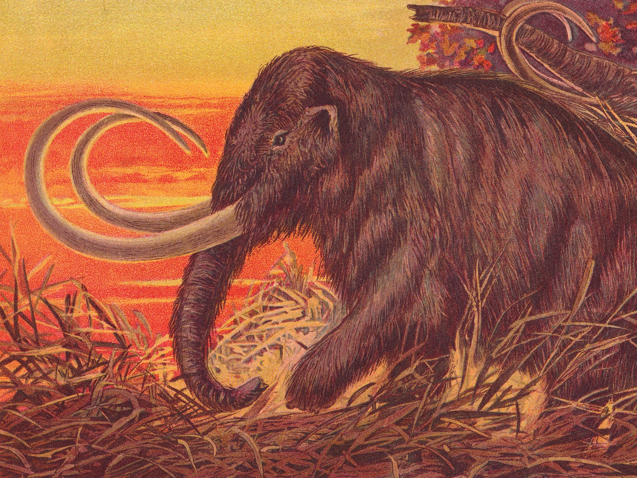 Una ilustración de 1900 del mamut lanudo, que podría llegar a los supermercados en las próximas décadas