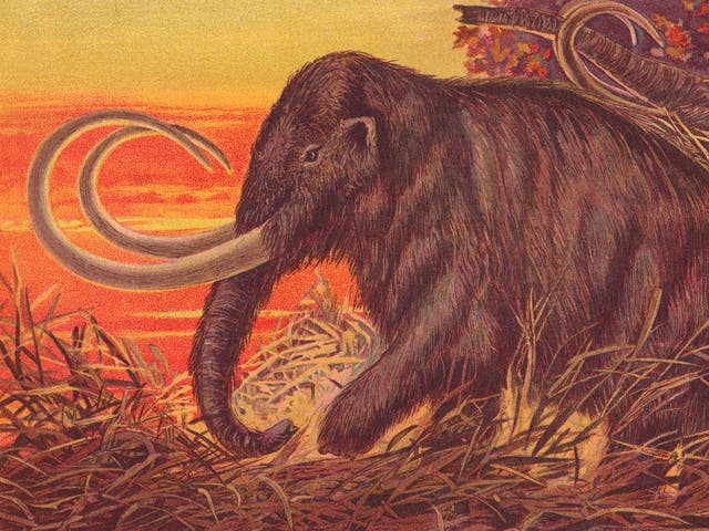 <p>Una ilustración de 1900 del mamut lanudo, que podría llegar a los supermercados en las próximas décadas</p>