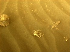 La NASA identifica extraños restos “de alga marina” que el Perseverance encontró en Marte