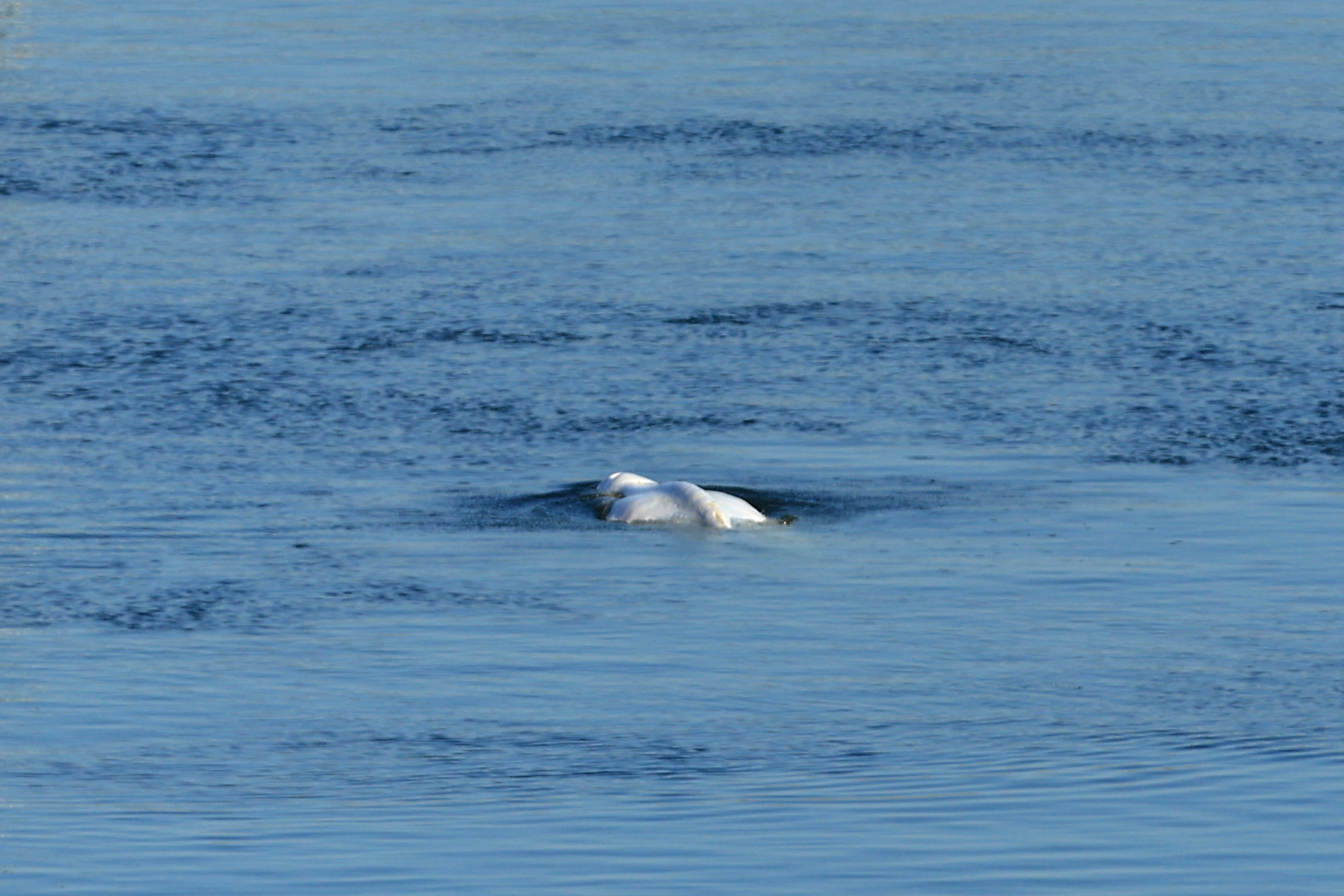 FRANCIA-BELUGA