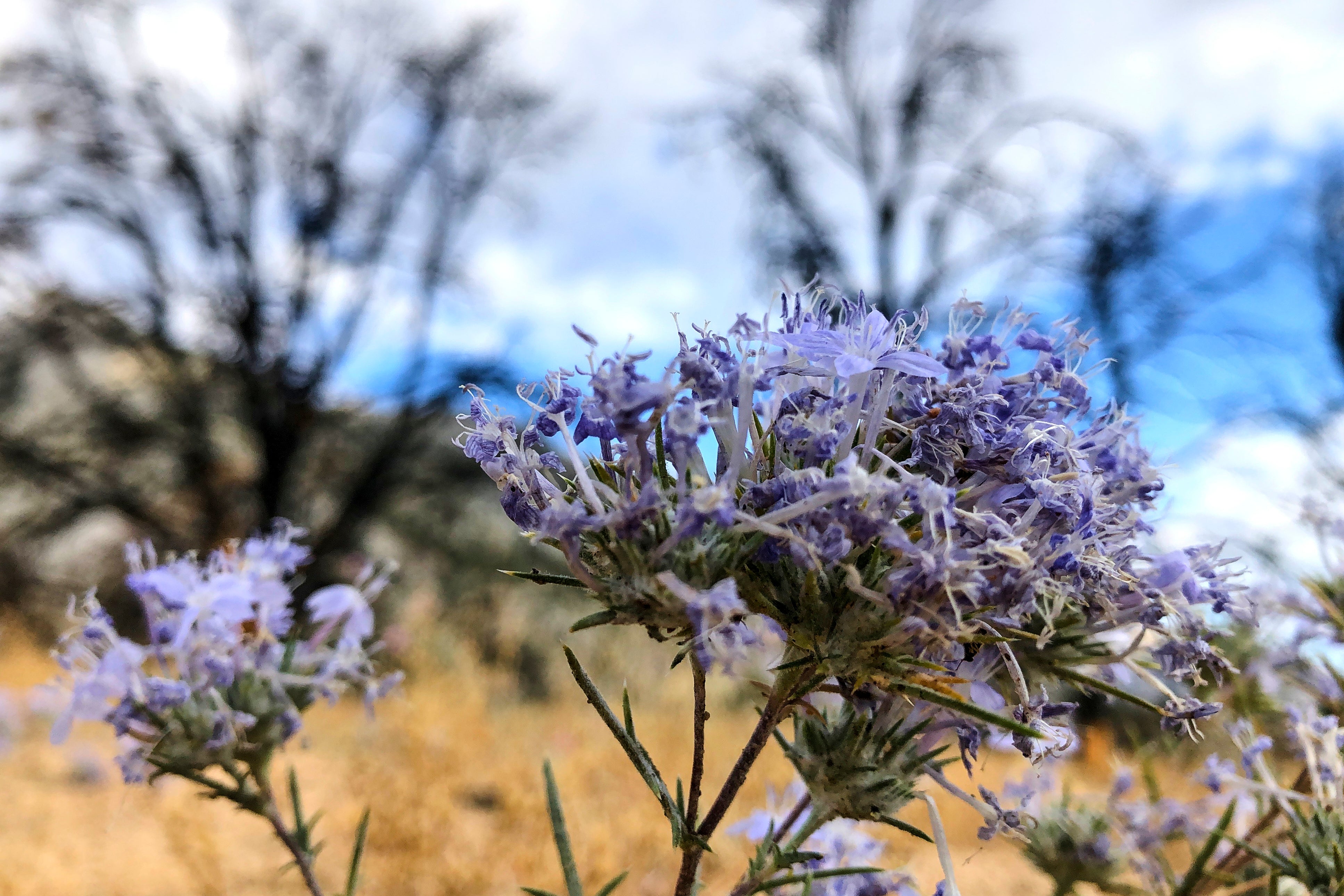 CALIFORNIA-TRAS EL INCENDIO