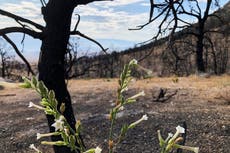 La vida regresa tras el fuego en Sierra Nevada, California