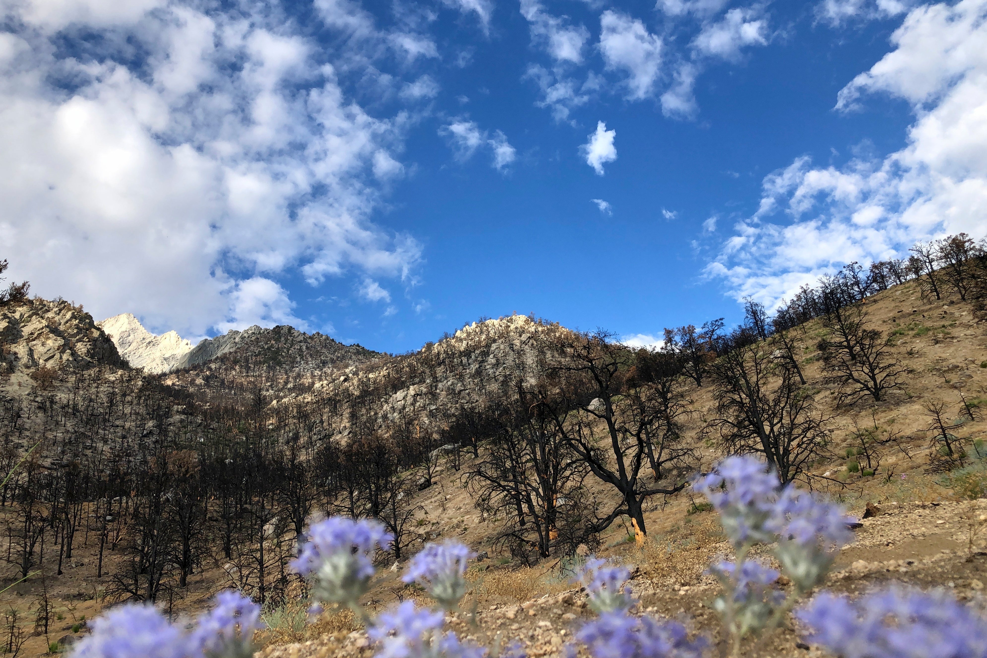 CALIFORNIA-TRAS EL INCENDIO