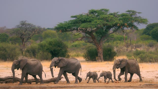 ÁFRICA PARQUES NACIONALES