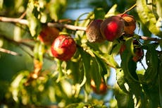 Nuestros alimentos, y el futuro del planeta, están en peligro por el cambio climático