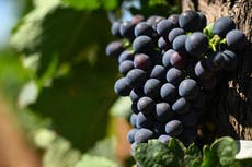 Comer uvas puede evitar la demencia y prolongar la vida cinco años, según un estudio