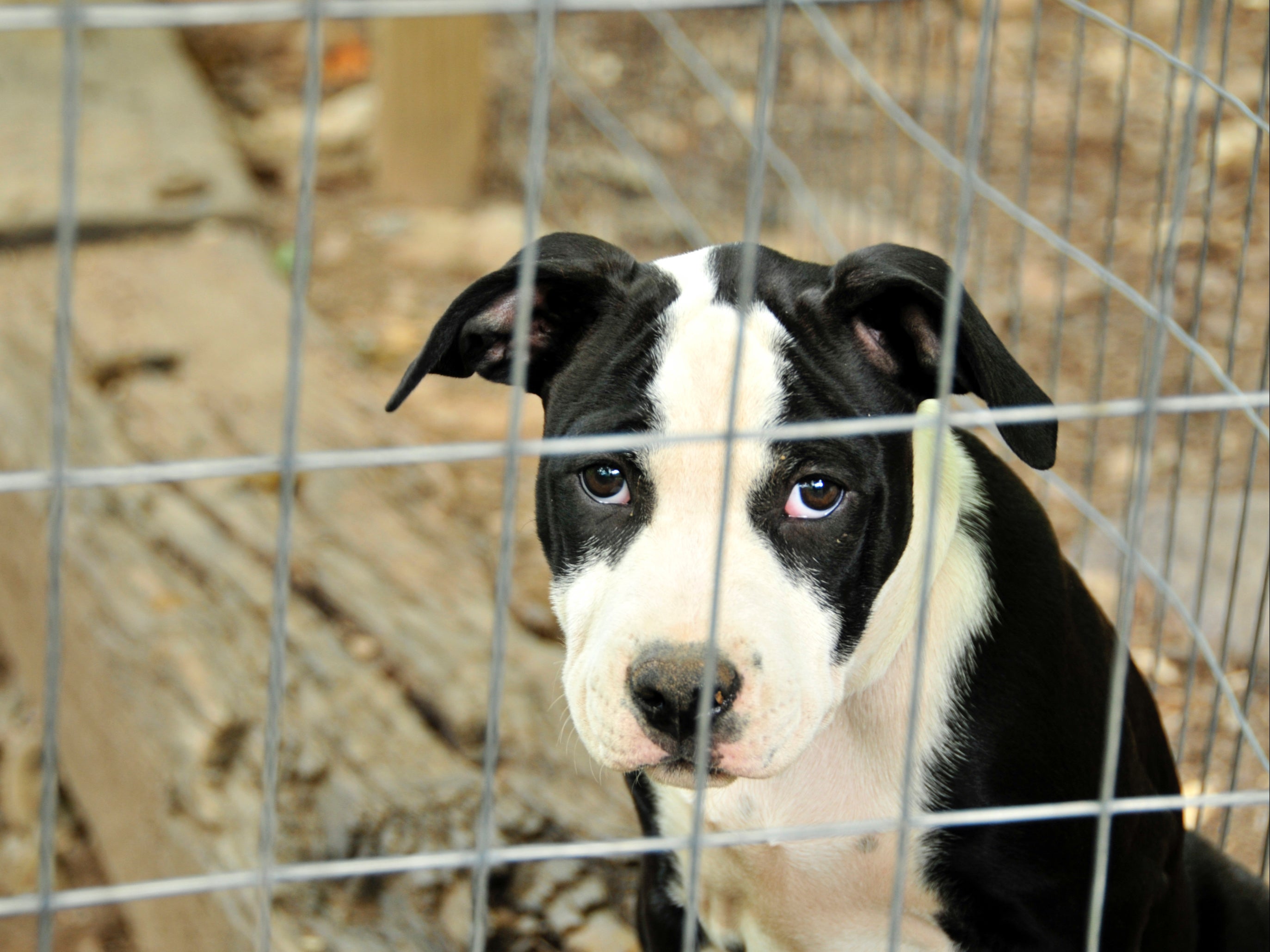CDC: dueños con viruela del mono deben poner en cuarentena a sus mascotas