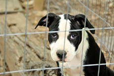 CDC: dueños con viruela del mono deben poner en cuarentena a sus mascotas