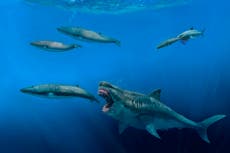 Megalodontes podían comer presas del tamaño de orcas