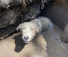 Rescatan a cachorro que quedó atrapado en un socavón en Texas
